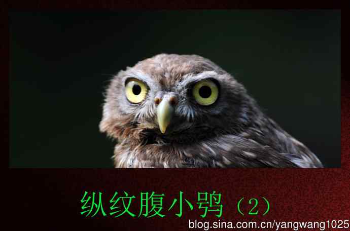 纵纹腹小鸮（2）