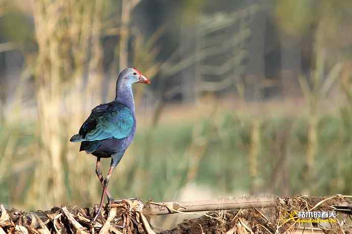 云南拍鸟：紫水鸡