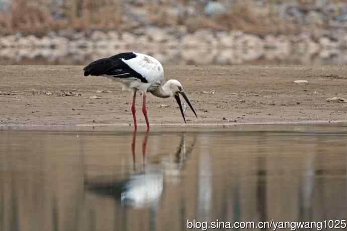 吃早餐的东方白鹳（2）