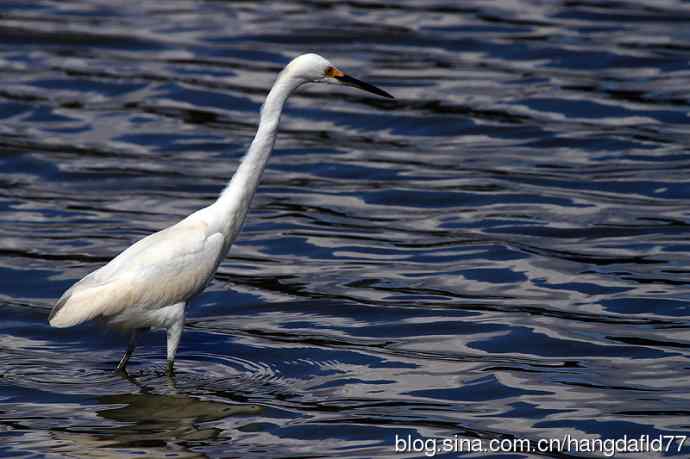 雪鹭(15) 雪鹭(15)