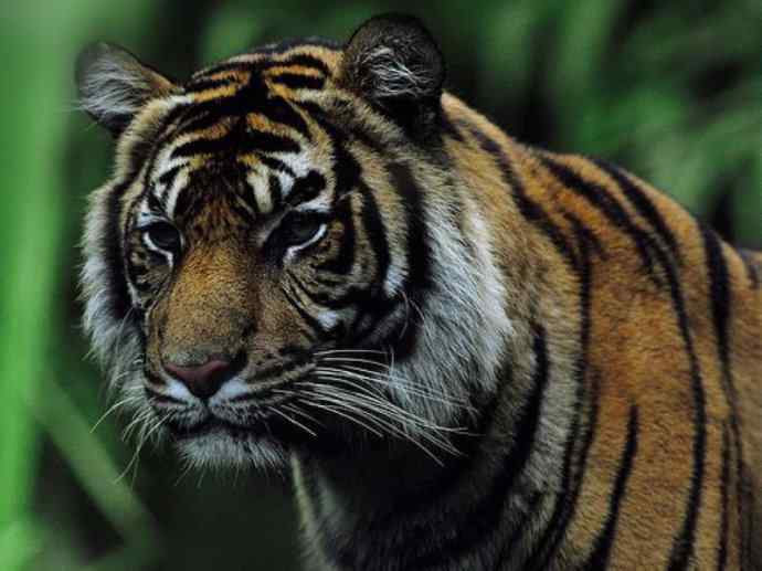 犬科：薮犬亚科豺属之豺