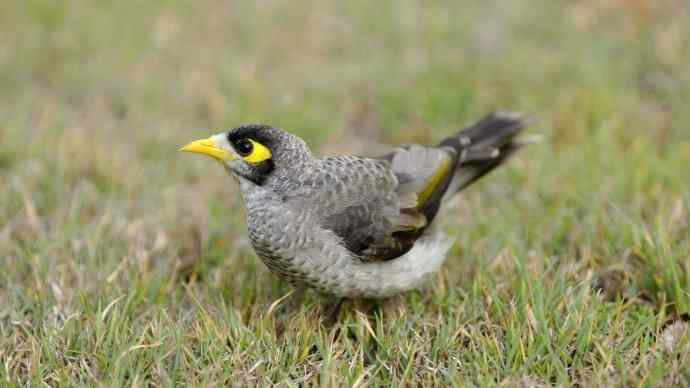澳洲拍鸟鈥斺斘薮Σ辉诘暮诙羁笪勰