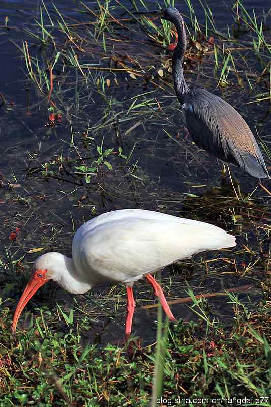美洲白鹮与三色鹭