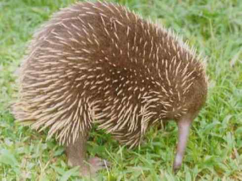 盘点十二大著名食蚁动物：短吻针鼹