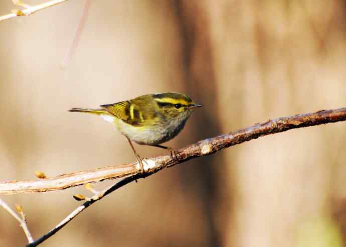 又见黄眉柳莺（枝头版）