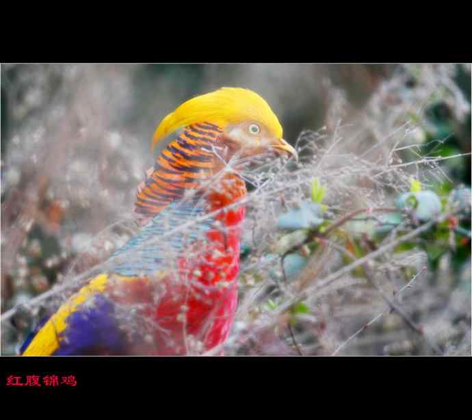 雄雉于秦 wbr下上其音