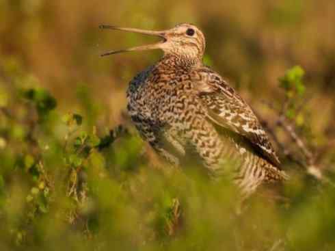 鸟类之最：斑腹沙锥