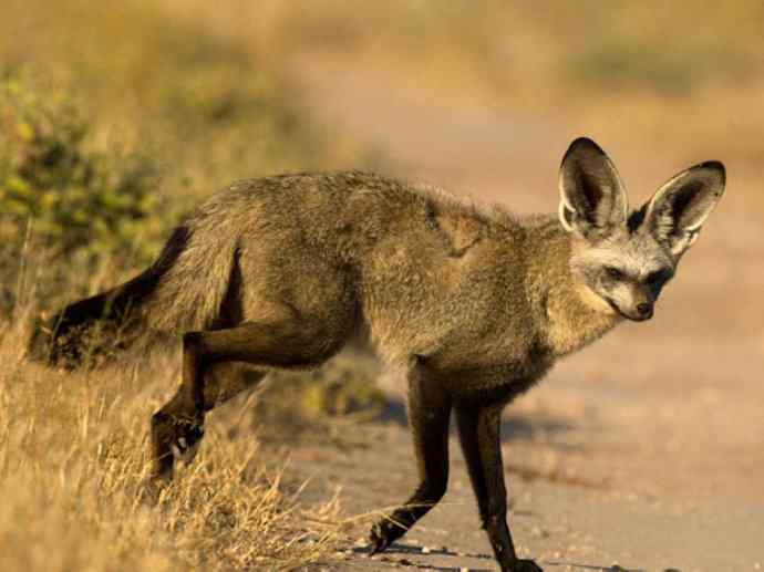 犬科：狐亚科之大耳狐