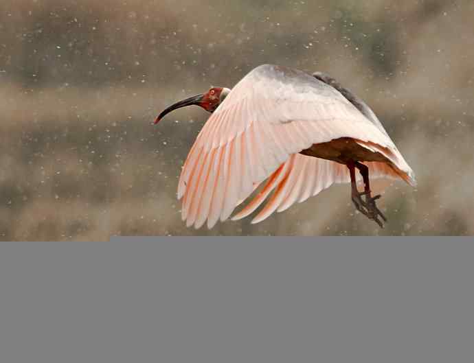 朱鹮&nbsp;wbr路&nbsp;wbr吉祥之鸟