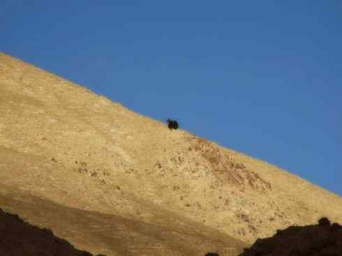 动物世界：山寨还是原创之九