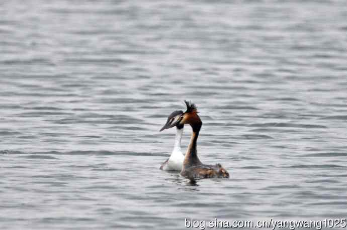 蜜月中的凤头