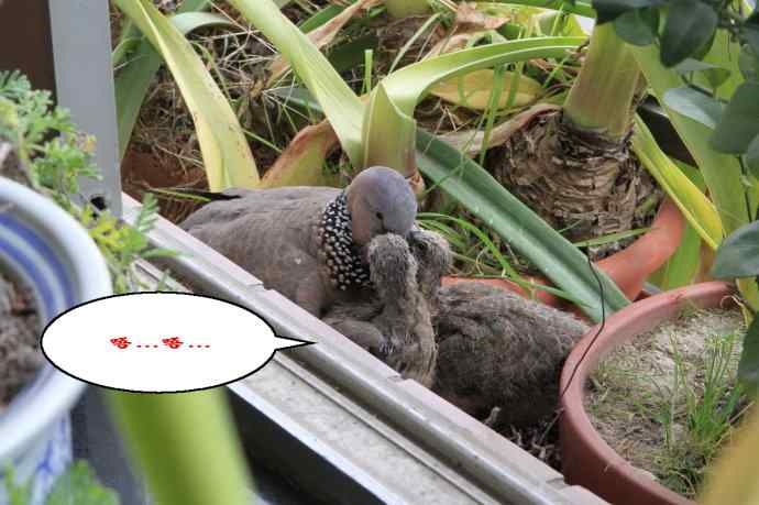 难得一见的鏡头-珠颈斑鸠哺育实拍(市区十五楼的鸟巢续集)