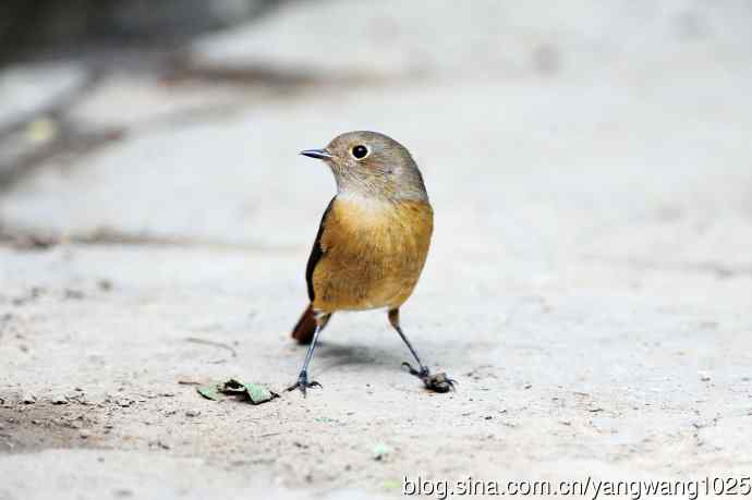 雌性北红尾鸲（8）