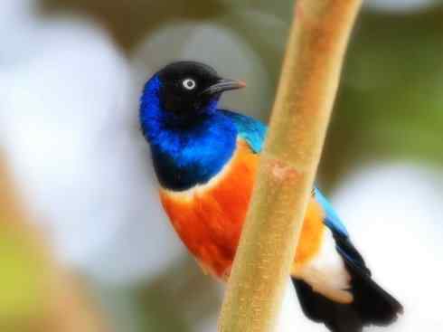 美丽无罪：雀鸟之辉椋鸟