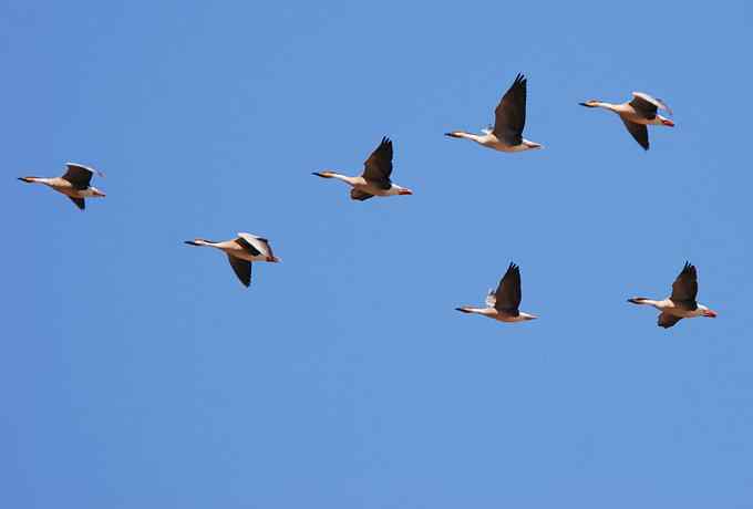 野鸭湖雁鸭翔飞 野鸭湖雁鸭翔飞