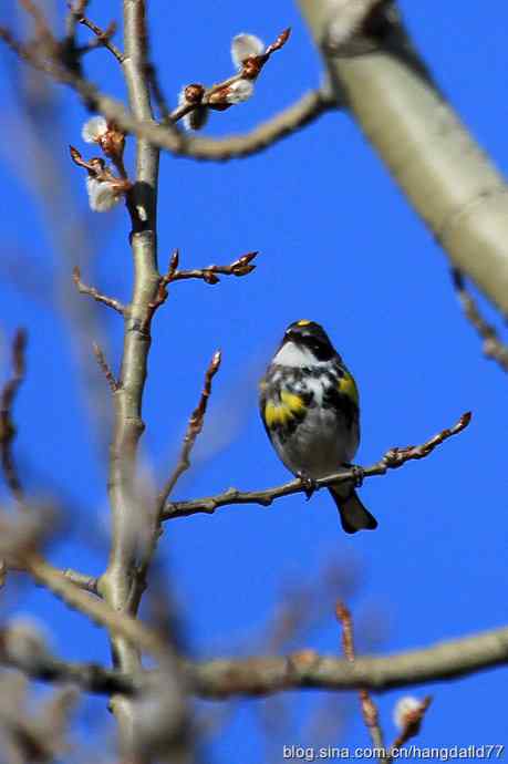 黄腰白喉林莺（2）