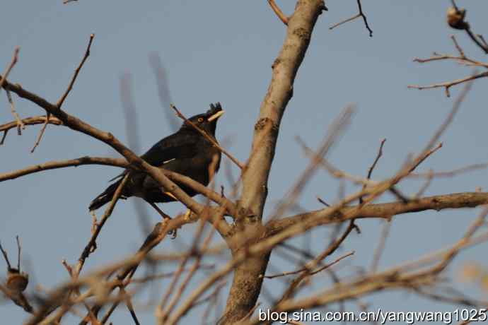 谁爱吃柿子？（八哥）