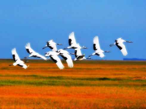 自然奇观：动物大迁徙(鹤类)