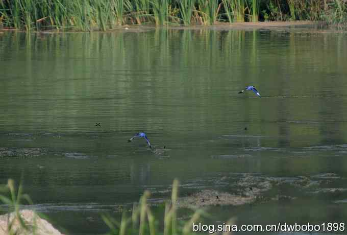 白河峡谷鸟调生境片