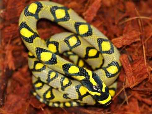 龙：传说的兽原型探秘（游蛇类）