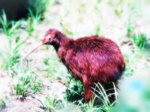 猎奇：十大奇异鸟类