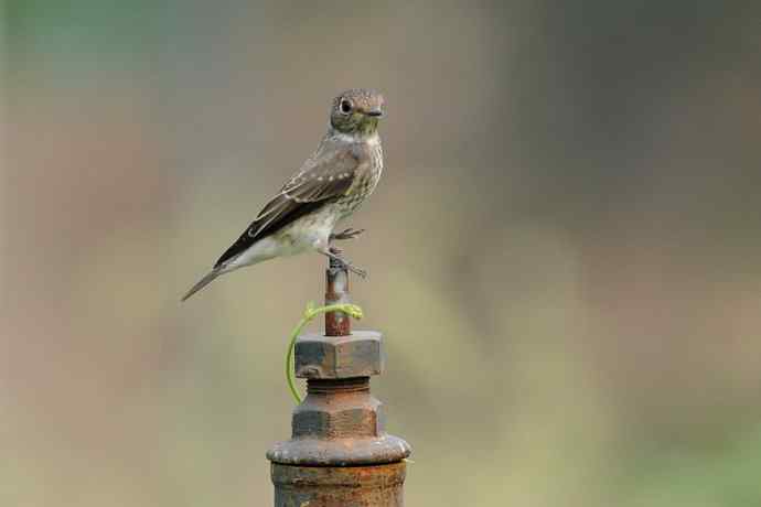 【新鸟】黑眉苇莺.发冠卷尾.巨嘴柳莺 【新鸟】黑眉苇莺.发冠卷尾.巨嘴柳莺