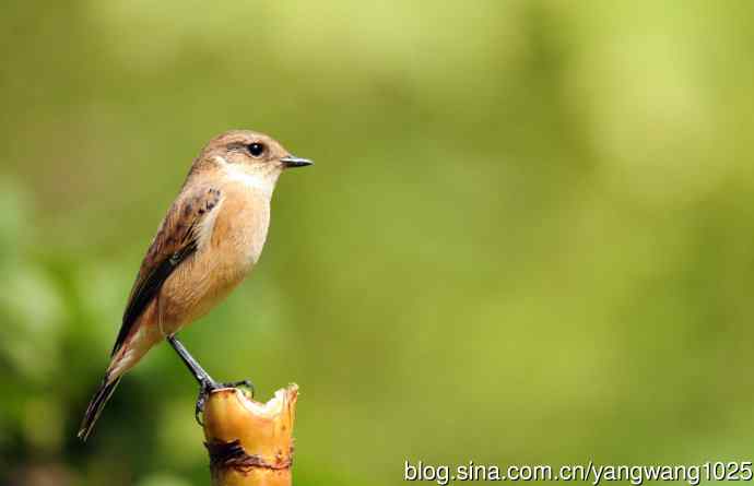 雌性黑喉石鵖（3）