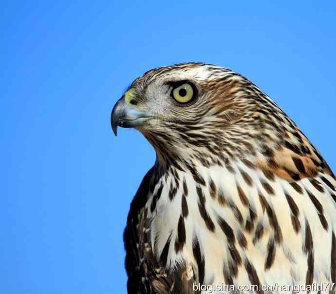 美国鸟类摄影——苍鹰肖像