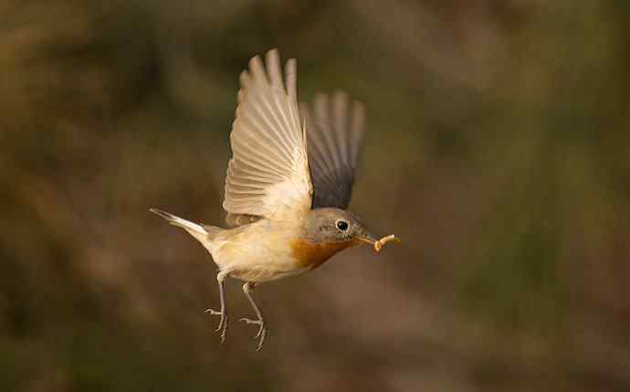 红胸姬鹟的美丽飞翔