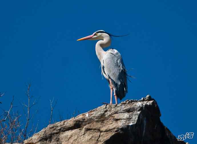 密云水库&nbsp;wbr路&nbsp;wbr大鸨、雉鸡和苍鹭