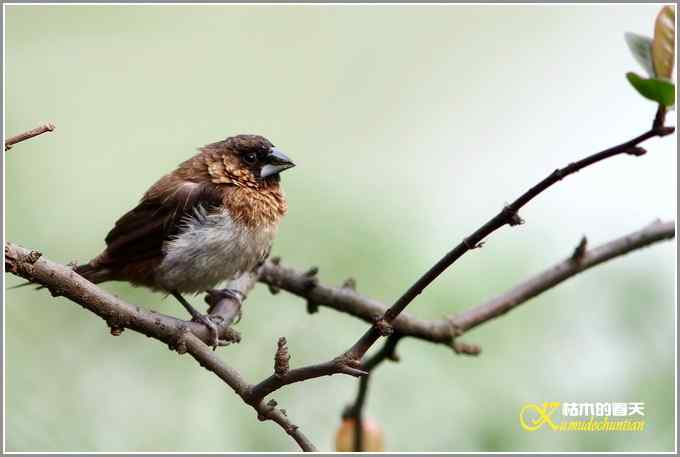 棕腹啄木鸟和其他【照片】