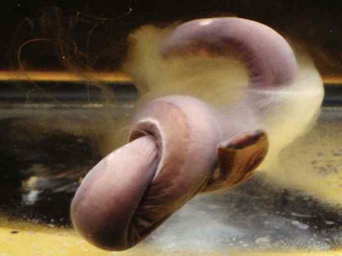 鱼类活化石:盲鳗 鱼类活化石:盲鳗