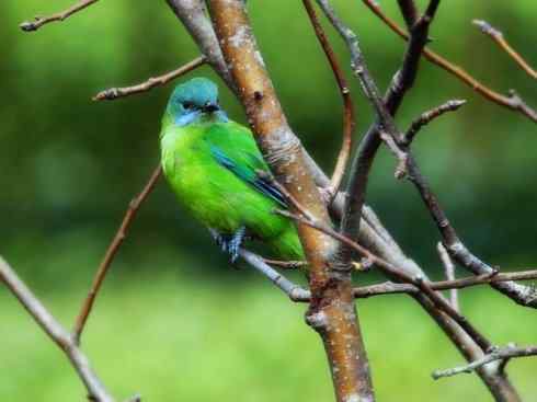 美丽无罪：雀鸟之叶鹎