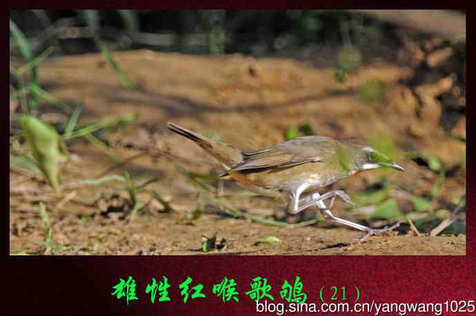 雄性红喉歌鸲（21）