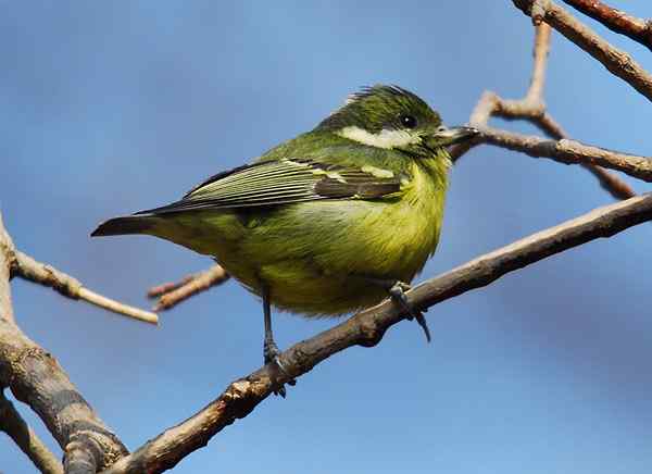 北京植物园赏鸟（三），黄腹山雀（组图）
