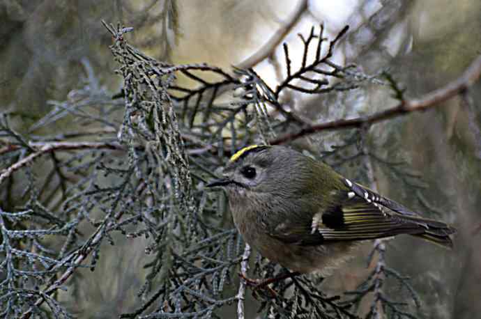 柏树丛中的戴菊 wbr1