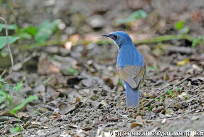 蓝歌鸲（亚成鸟）2