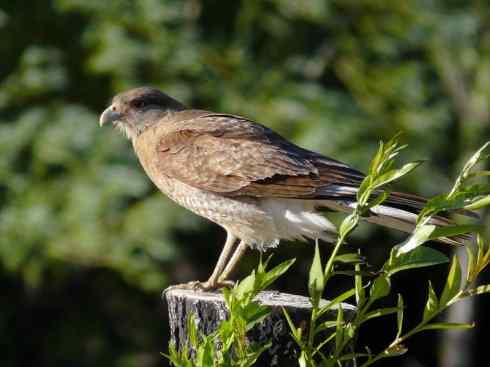 鸟类之最：小隼