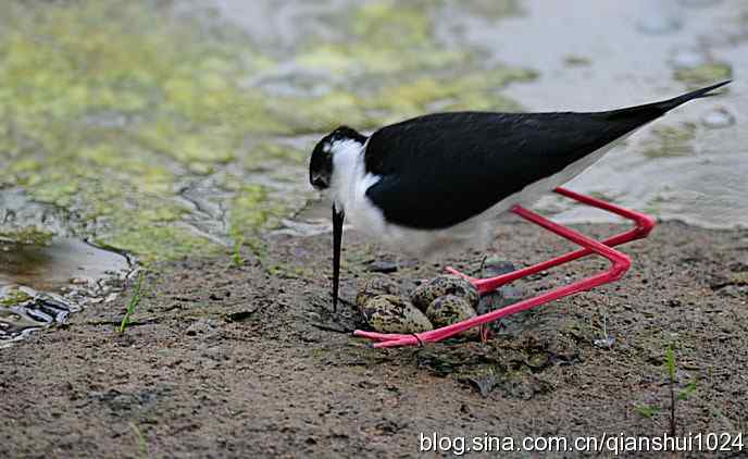美丽优雅黑翅长脚鹬,就要当爸爸妈妈了