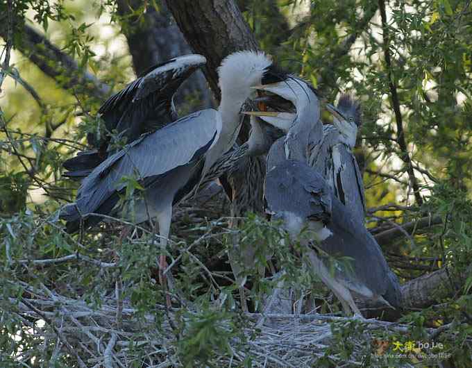 大苍的儿子有点烦