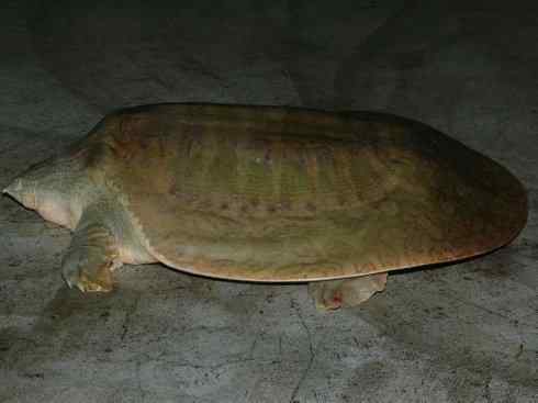 玄武:传说的兽原型探秘(鳖) 玄武:传说的兽原型探秘(鳖)