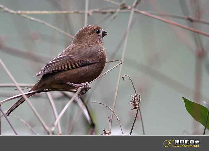 酒红朱雀和我躲猫猫 酒红朱雀和我躲猫猫