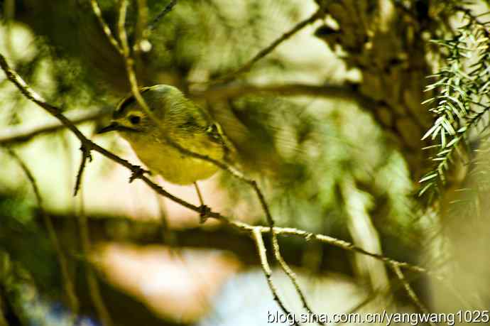 柏树丛中的戴菊