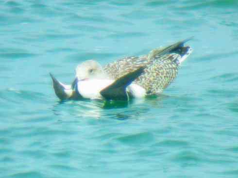 天生猎手：非猛禽类猎手之五（海上霸主军舰鸟、海鸥）