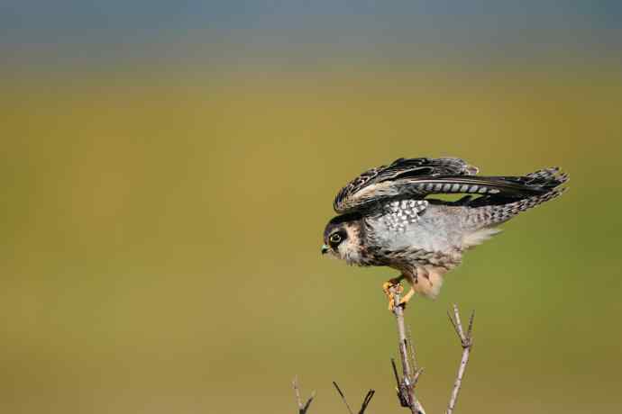 枝头秀（晨光中的小隼）