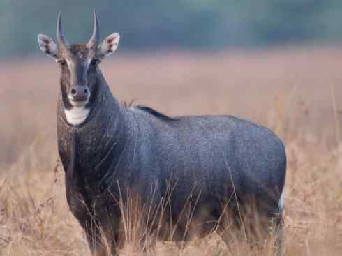 麒麟：传说的兽原型探秘（紫羚）
