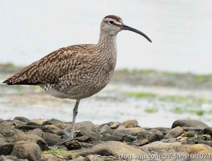 湿地观鸟.中杓鹬