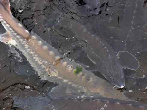 鱼类活化石：中华鲟