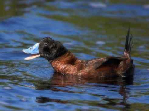 欣赏：美丽的硬尾鸭