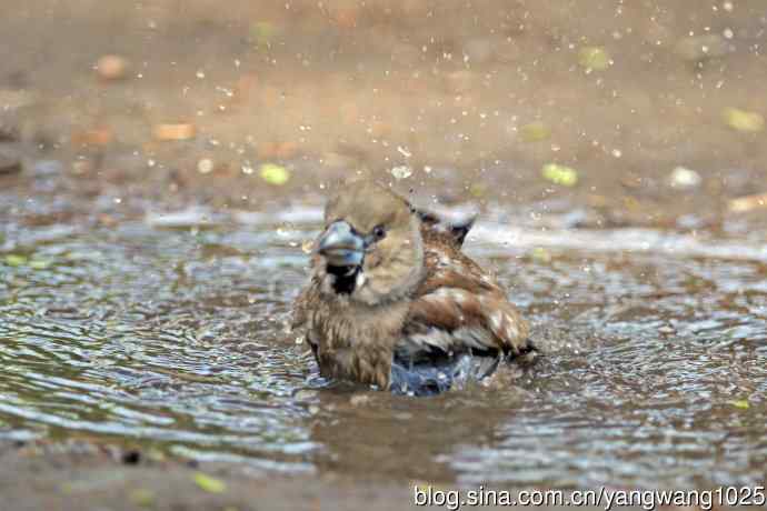 北京天坛公园的鸟类——洗浴中的锡嘴雀（3）